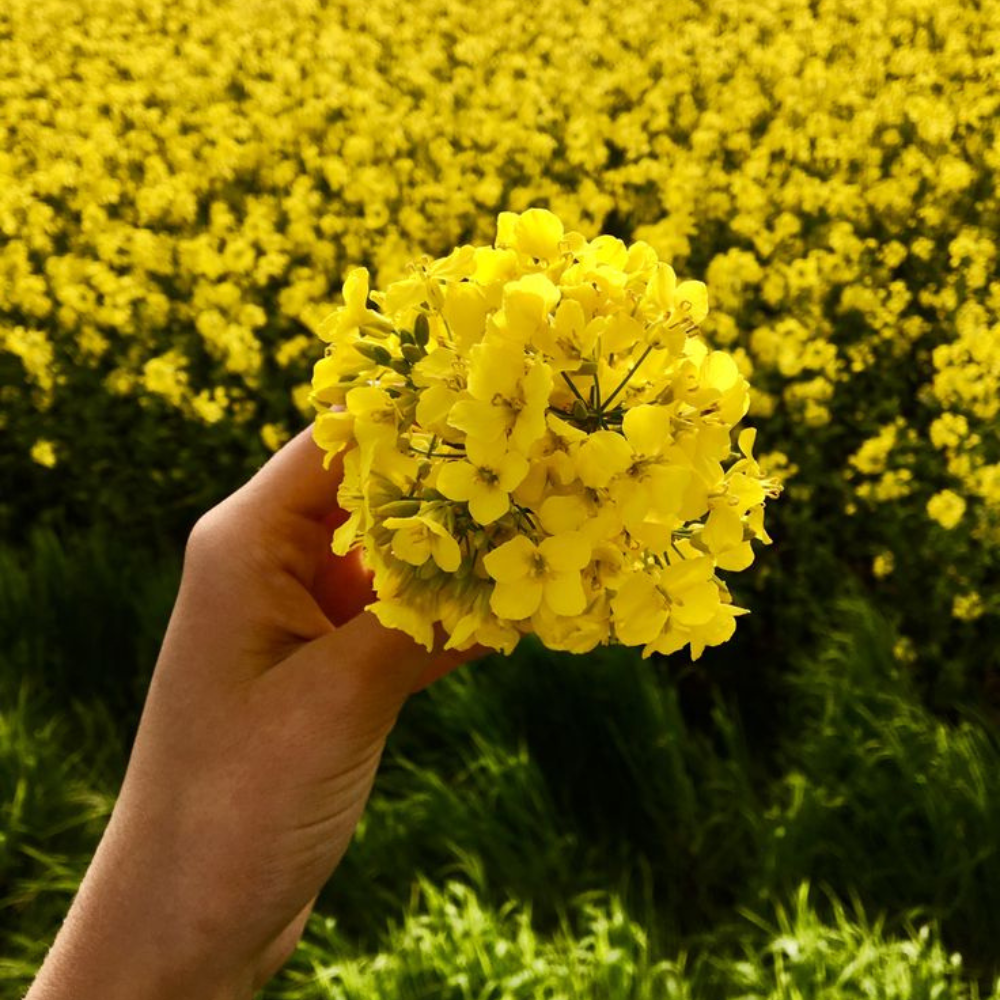 Mini Miracle Organic Hair Oil