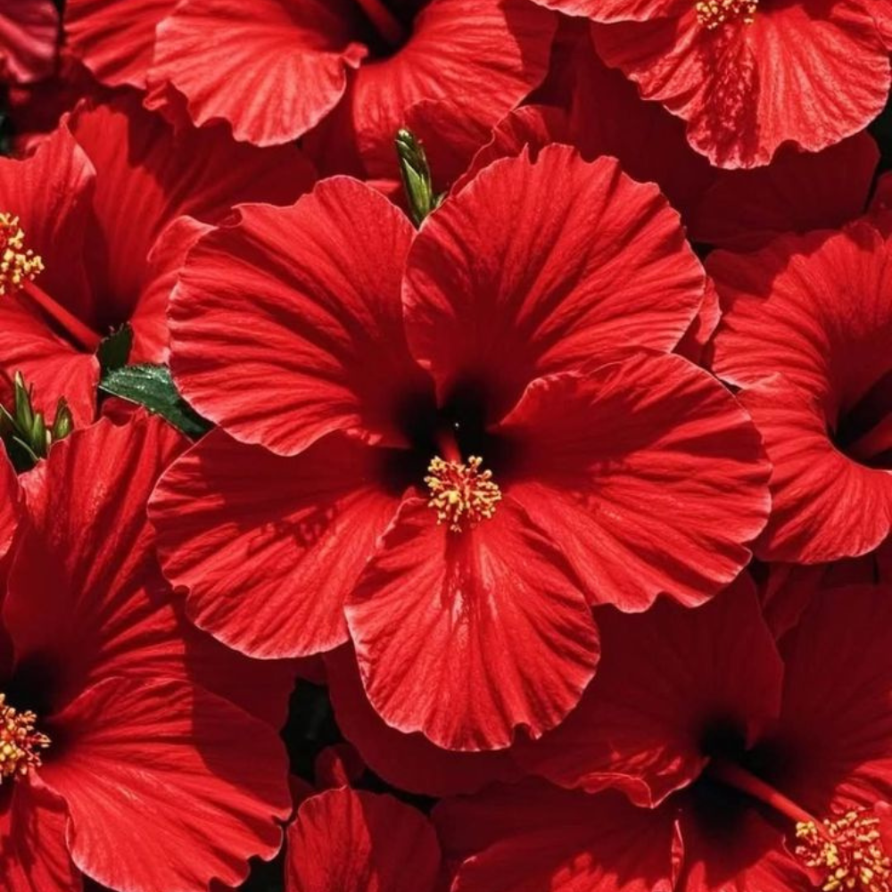 Back to the Roots Hair Mask