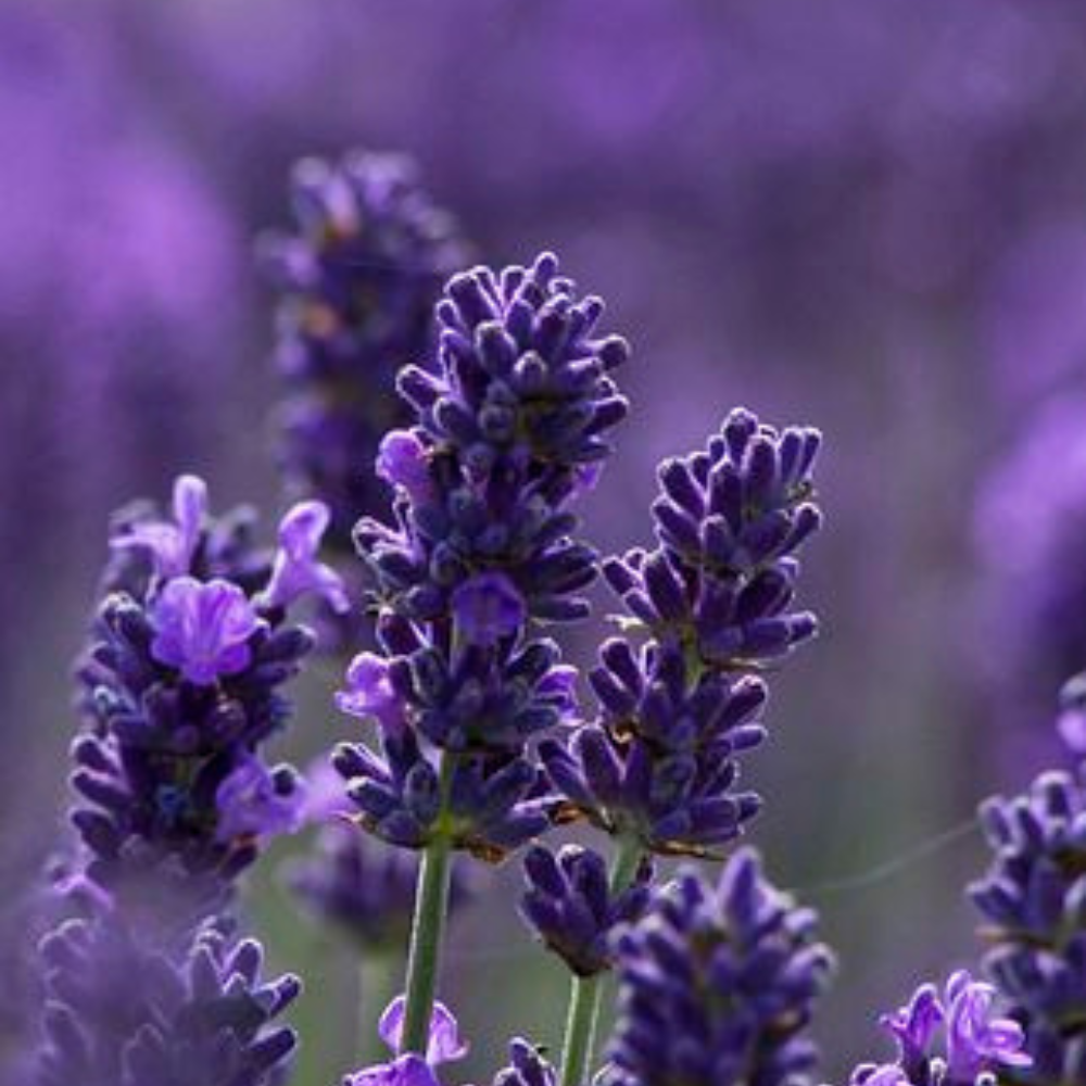 Lavender Dream Body Oil
